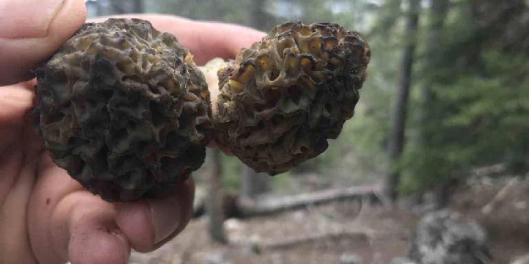 Halk arasında ‘göbek’ diye biliniyor, 1.800 rakımdan toplanıyor: Kilosu 1500 TL! 4